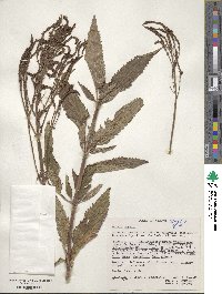 Verbena hastata image