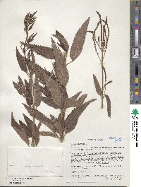 Verbena hastata image