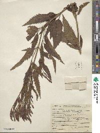 Verbena hastata image