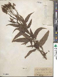 Verbena hastata image