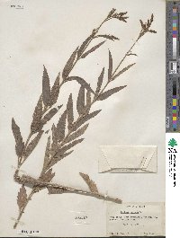 Verbena hastata image