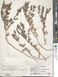 Verbena hastata image