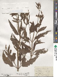 Verbena hastata image