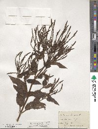 Verbena hastata image