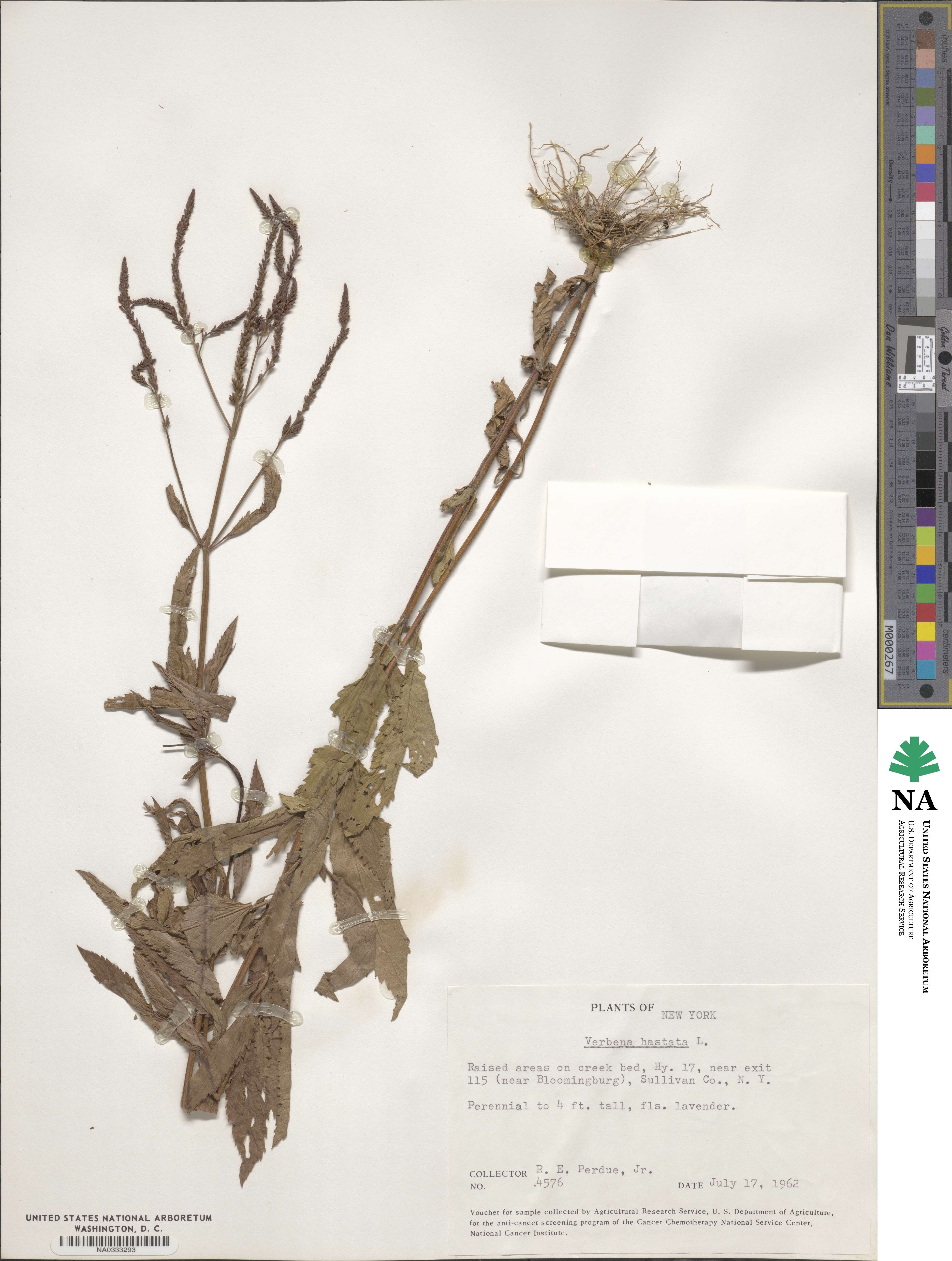 Verbena hastata image