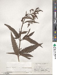 Verbena hastata image