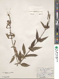 Verbena hastata image