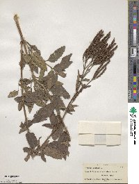 Verbena hastata image