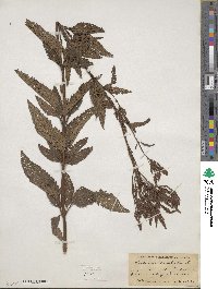 Verbena hastata image