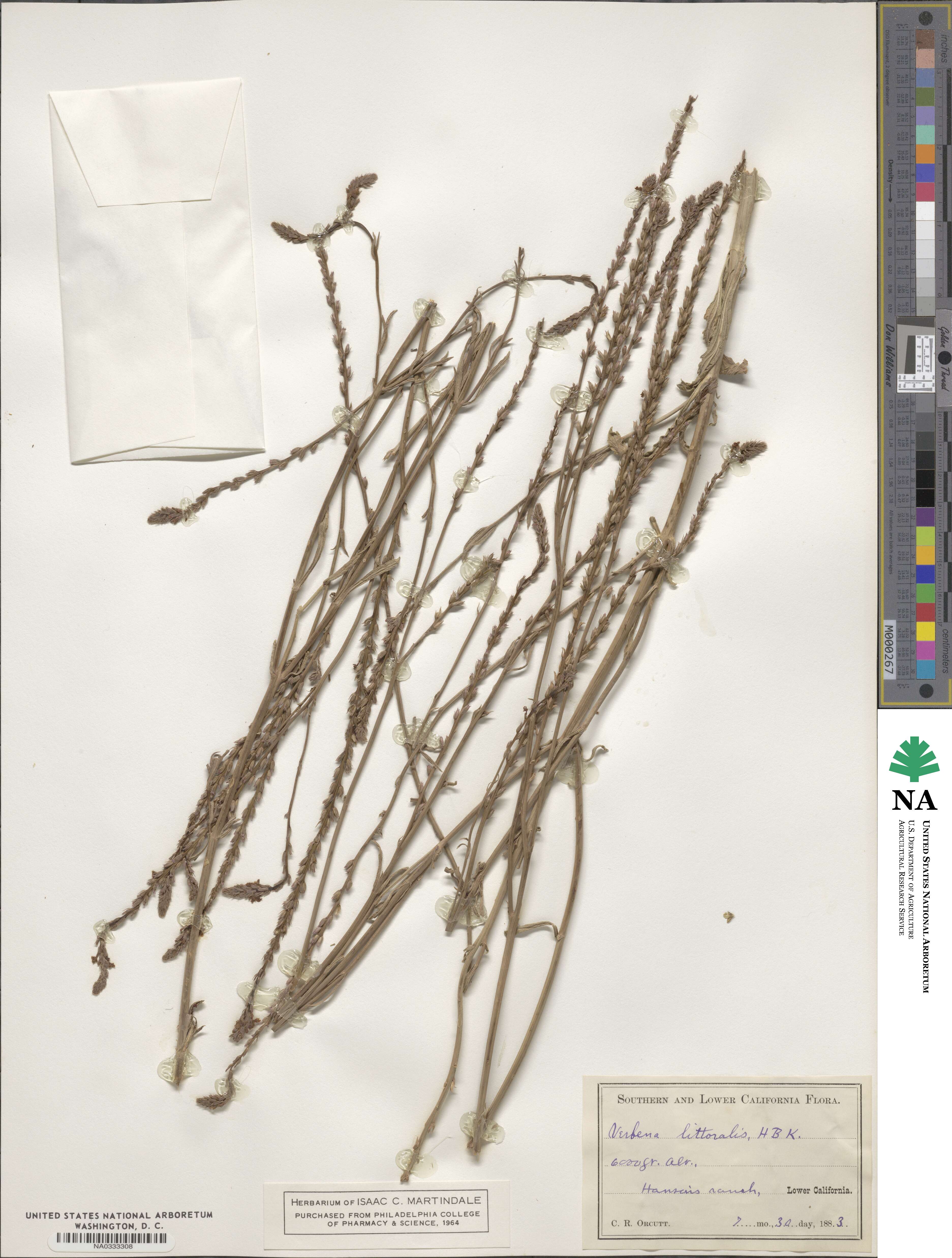 Verbena litoralis image