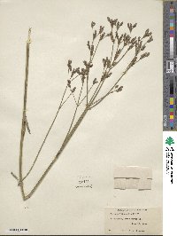 Verbena litoralis image