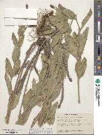 Verbena macdougalii image