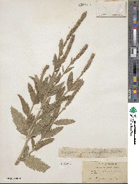 Verbena macdougalii image