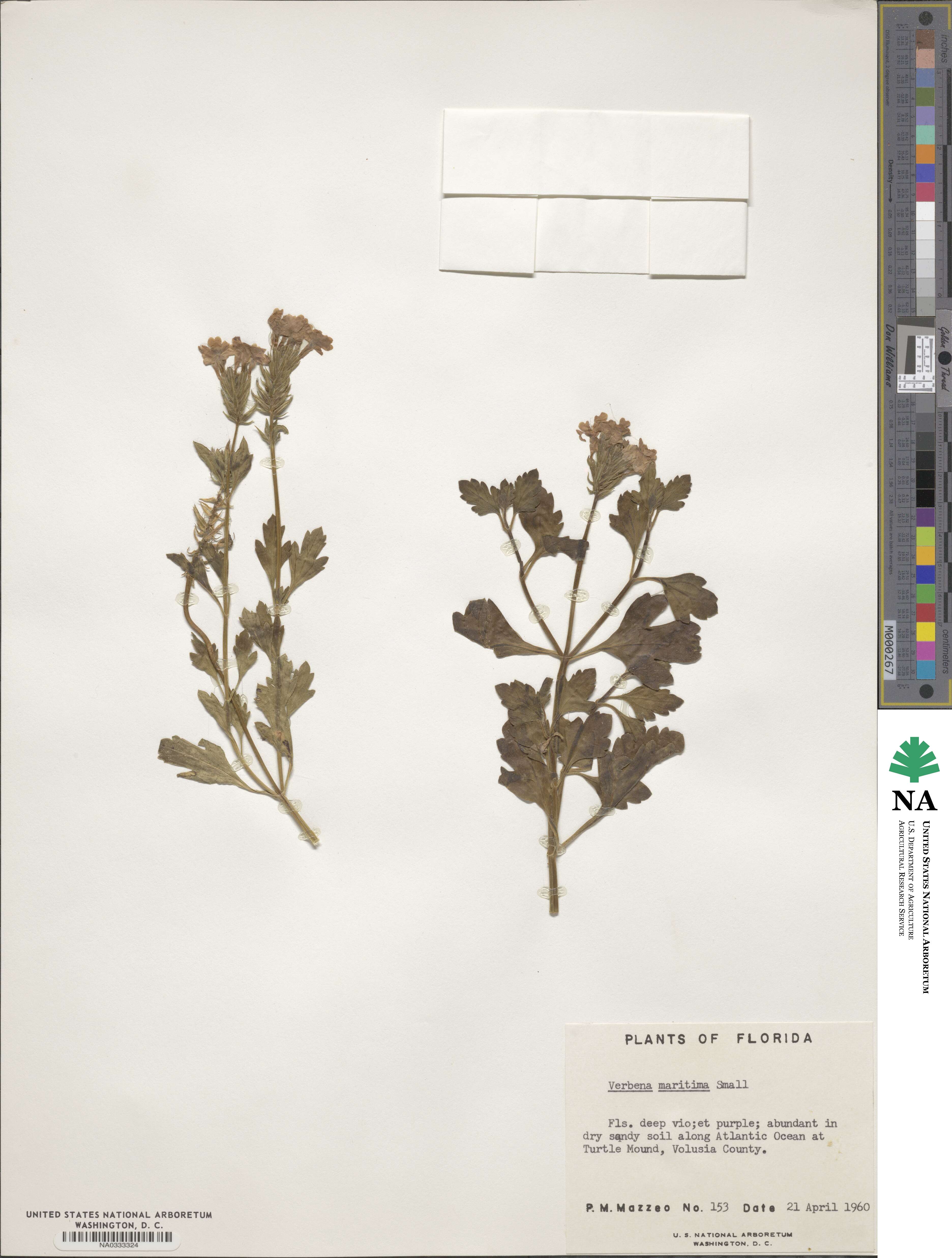 Verbena maritima image