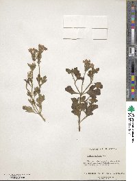 Image of Verbena maritima