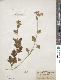 Verbena maritima image