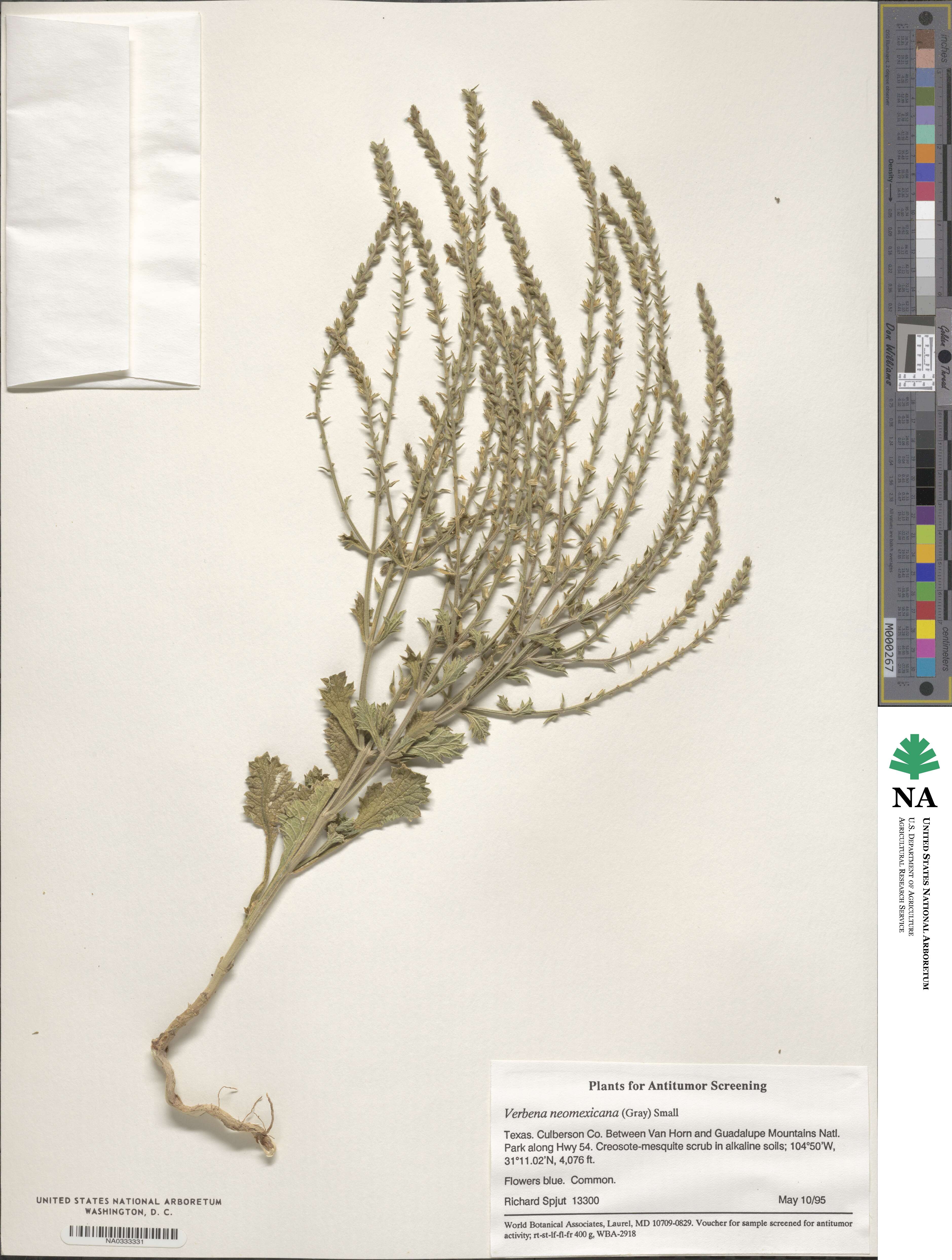 Verbena neomexicana image