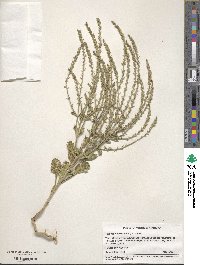 Verbena neomexicana image