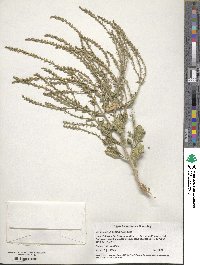 Verbena neomexicana image