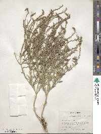 Verbena neomexicana image