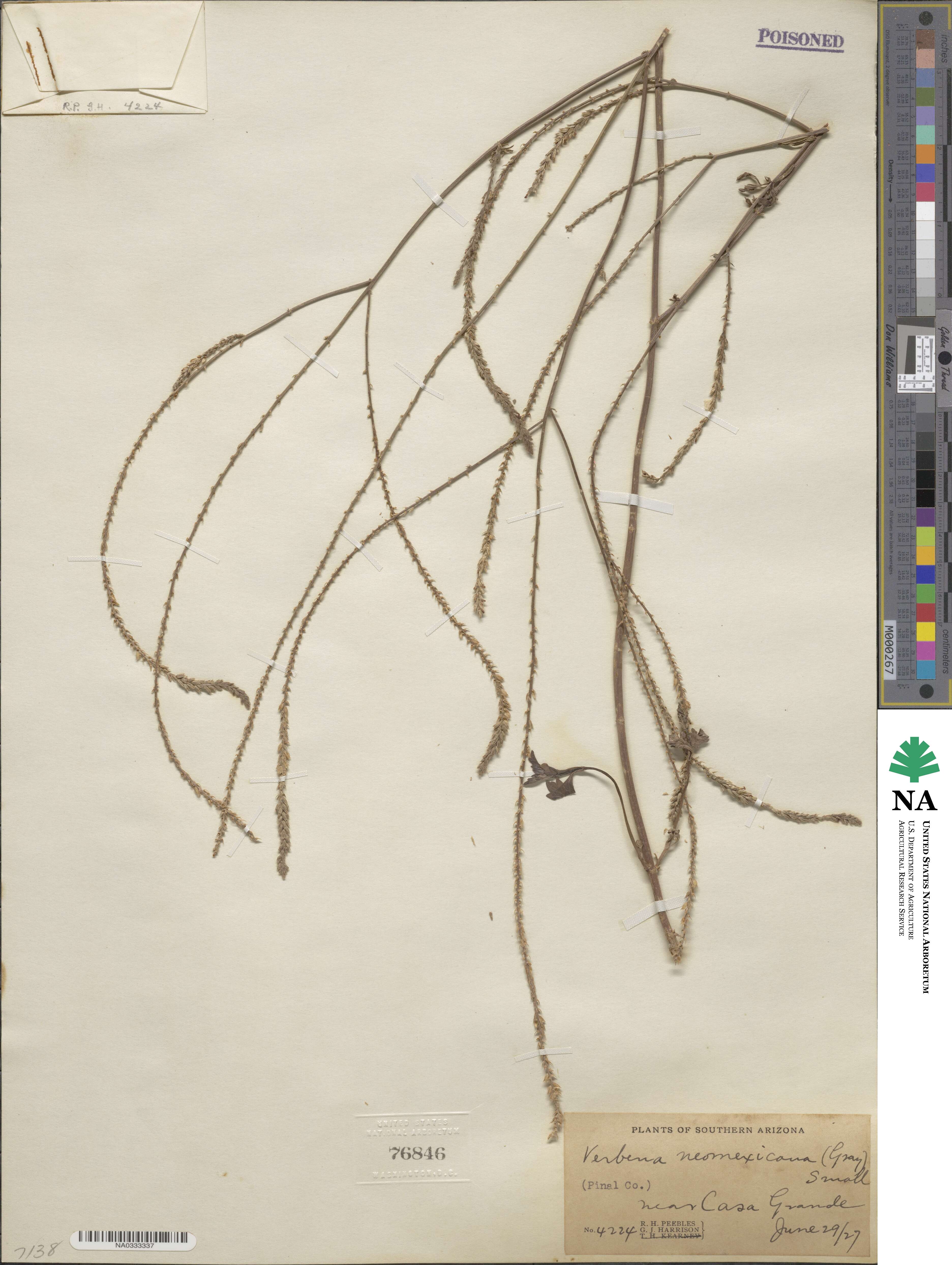 Verbena neomexicana image