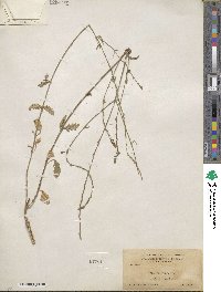 Verbena officinalis image