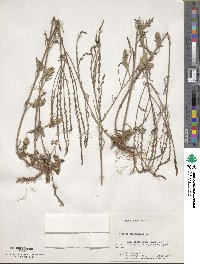 Verbena officinalis image