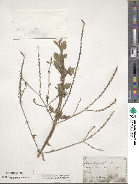 Verbena officinalis image