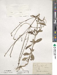 Verbena officinalis image