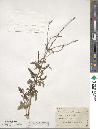 Verbena officinalis image