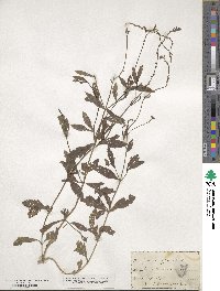 Verbena officinalis image