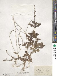 Verbena officinalis image