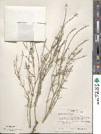 Verbena perennis image