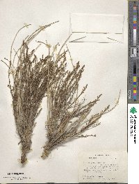 Verbena perennis image