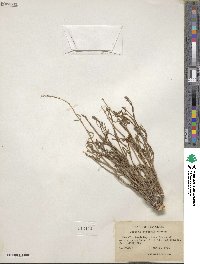 Verbena perennis image