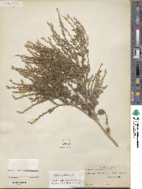 Verbena plicata image