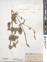 Verbena prostrata image