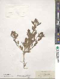 Verbena prostrata image