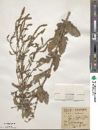 Verbena prostrata image