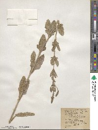 Verbena prostrata image