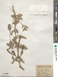 Verbena prostrata image