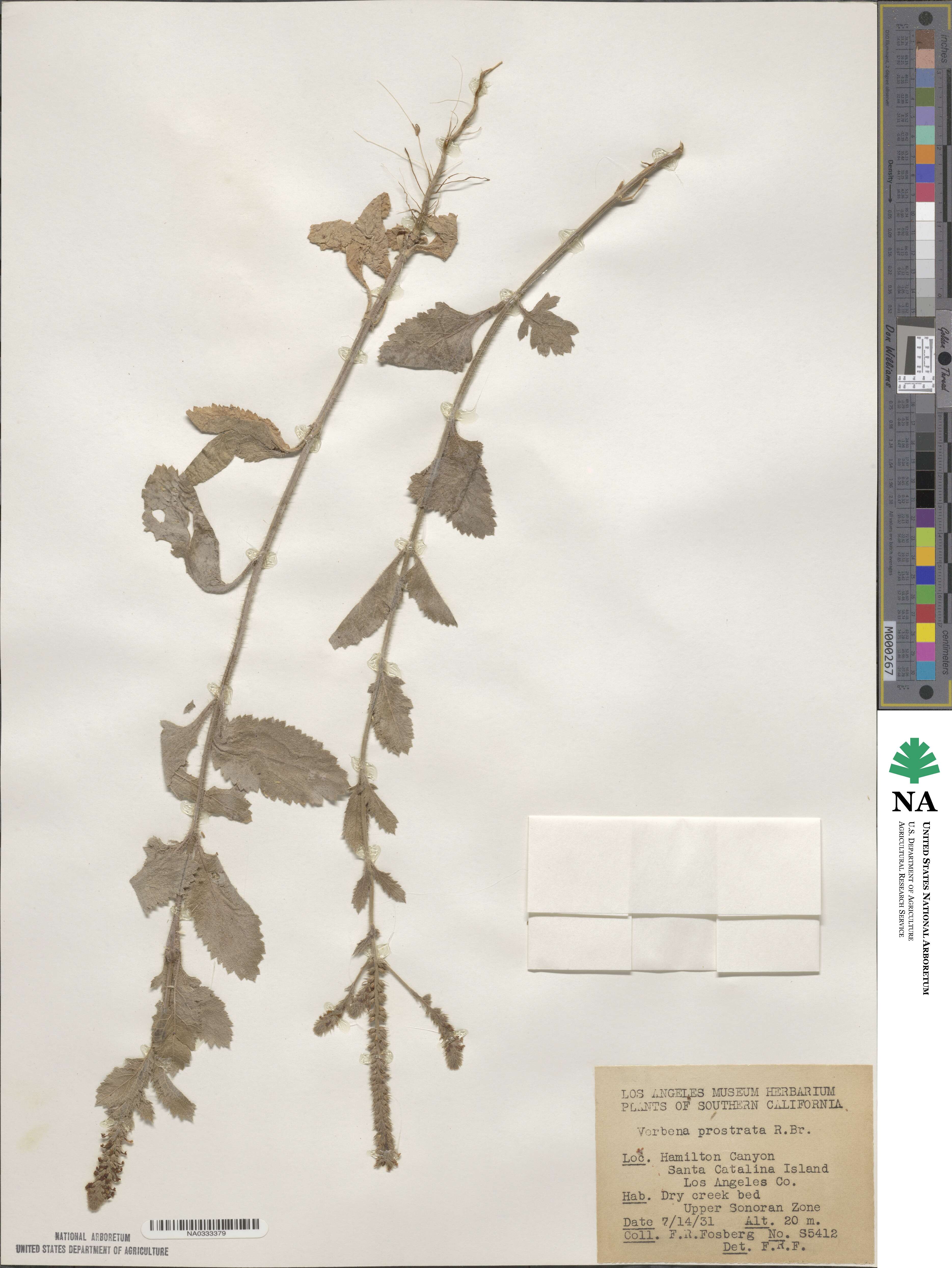 Verbena prostrata image