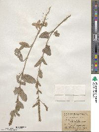 Verbena prostrata image