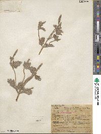 Verbena prostrata image