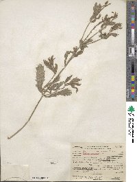 Verbena prostrata image