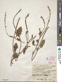 Verbena prostrata image