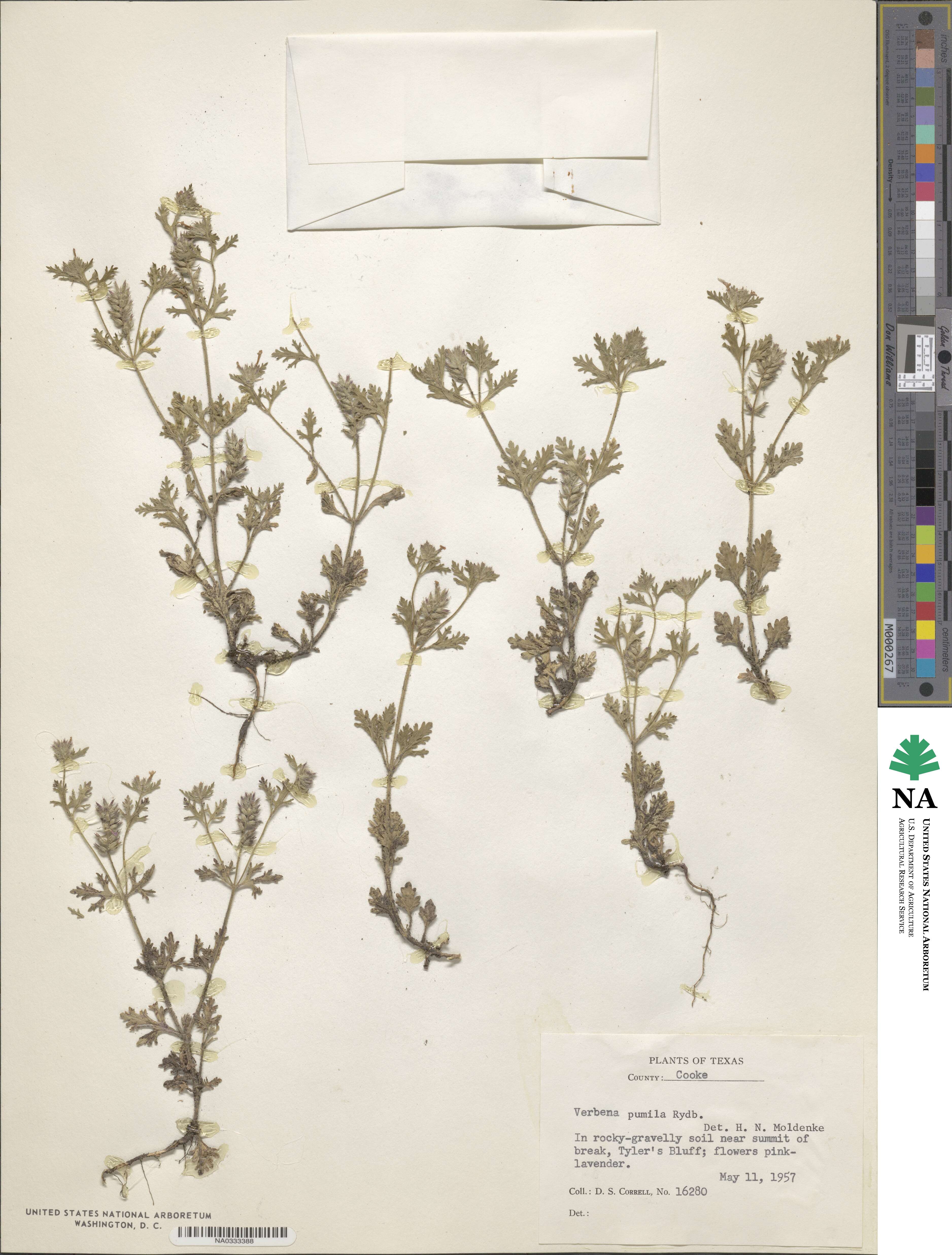 Verbena pumila image