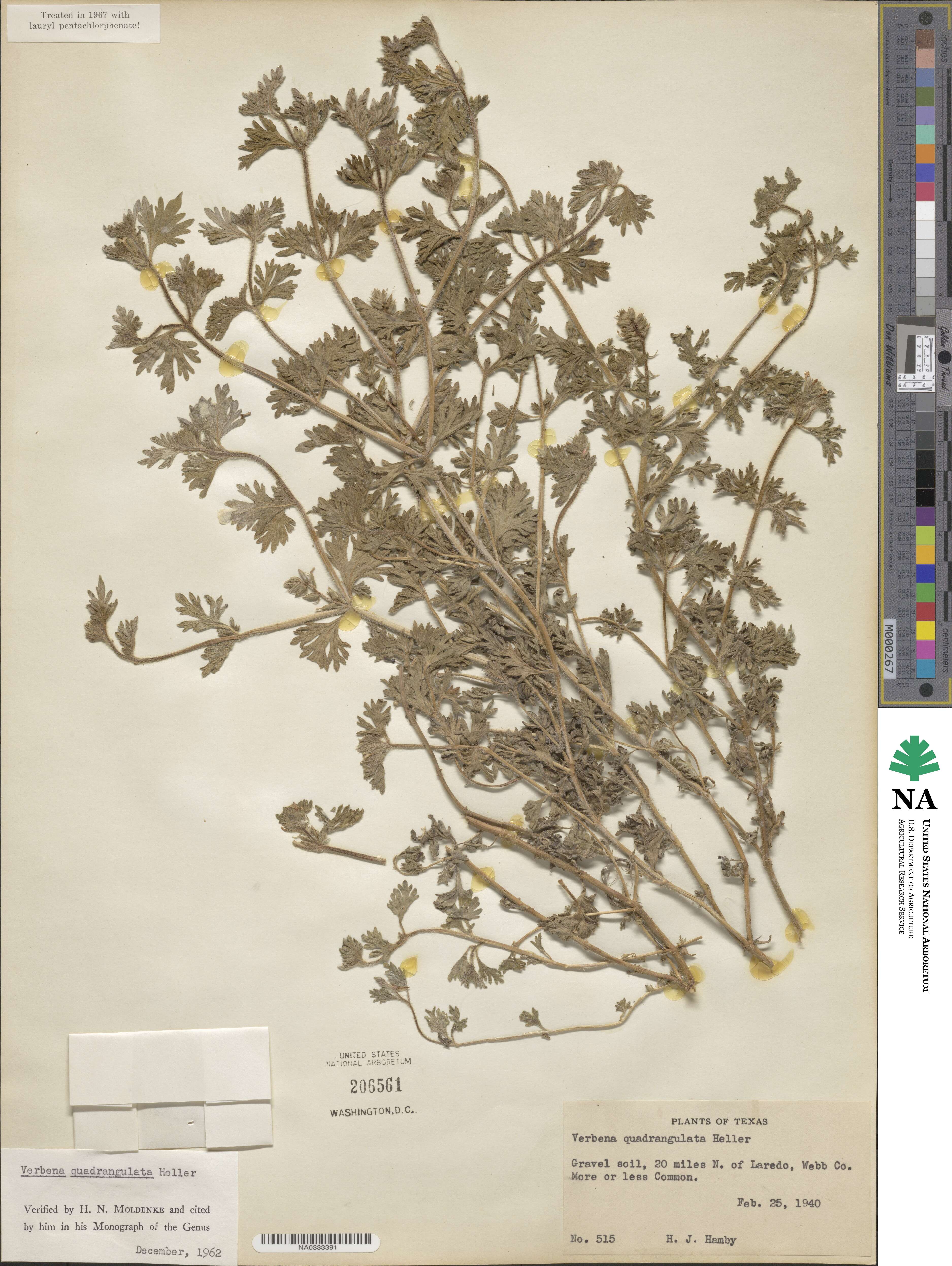 Verbena quadrangulata image