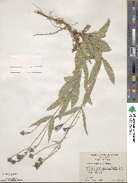 Verbena rigida image