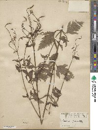 Verbena officinalis image